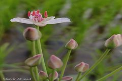 Butomus umbellatus